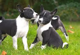 basenji puppies for sale Image eClassifieds4u
