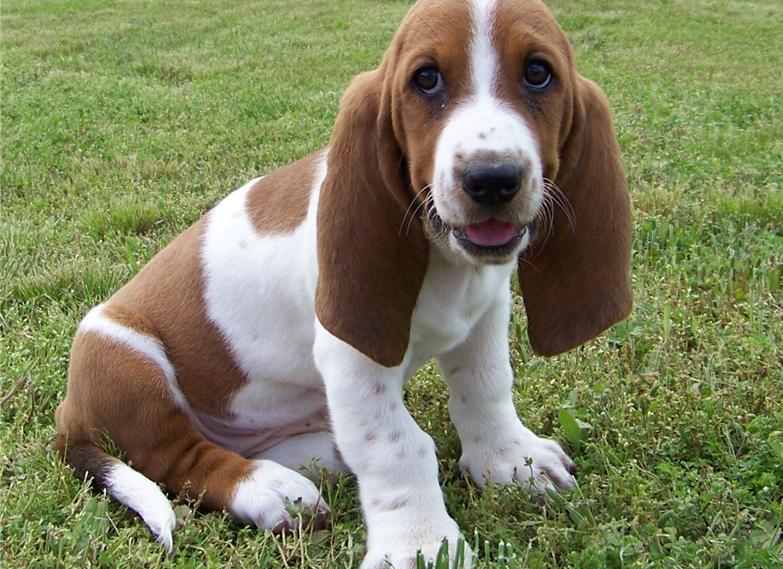 Basset Hound puppies for sale Image eClassifieds4u