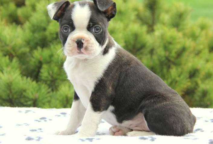 Boston Terrier puppies for sale. Image eClassifieds4u