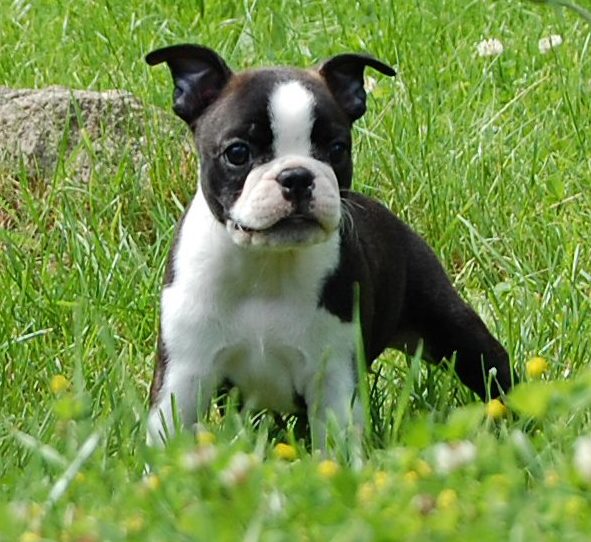 Boston Terrier puppies for sale. Image eClassifieds4u