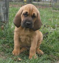Bloodhound puppies for sale Image eClassifieds4U