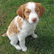 Brittany Spaniel puppies for sale Image eClassifieds4u 2