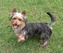 Australian silky terrier puppies for sale Image eClassifieds4U