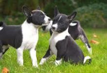 basenji puppies for sale Image eClassifieds4u 2