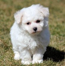 Bichon Frise puppies for sale Image eClassifieds4U
