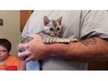 Silver black spotted male and female Bengal Kittens