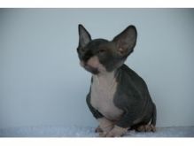 Sphynx kittens for new home Image eClassifieds4U