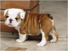 English bulldog puppy!!!