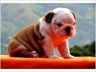 Adorable and very cuddly English bulldog puppies are available Image eClassifieds4u