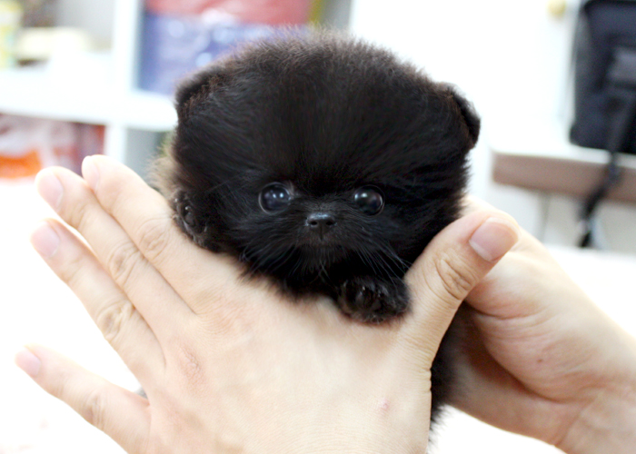 Beautiful Pomeranian puppies Available . Ready to go now.If they are going to good life long homes. Image eClassifieds4u