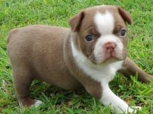 Cutest Boston Terrier Puppies For Sale Text (408) 800-1959