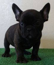 Friendly French Bulldog Puppies For Sale Text (408) 800-1959