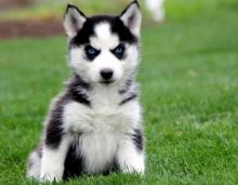 Friendly Siberian Husky Puppies For Sale Text (408) 800-1959