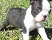Sweet Boston Terrier Puppies For Sale Text (408) 800-1959