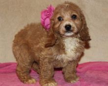 Top Quality Cockapoo Puppies For Sale Text (408) 800-1959