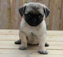 Top Quality Pug Puppies For Sale Text (408) 800-1959