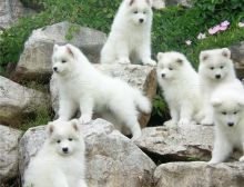 Top Quality Samoyed Puppies For Sale Text (408) 800-1959