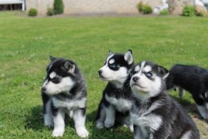 Cute Siberian Husky Litter text me your email at (402) 277-8914) Image eClassifieds4u
