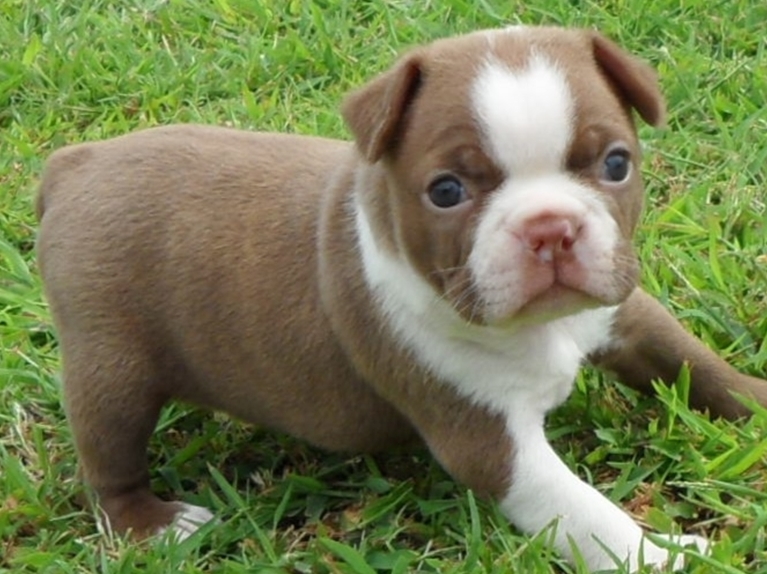 Cutest Boston Terrier Puppies For Sale Text (408) 800-1959 Image eClassifieds4u