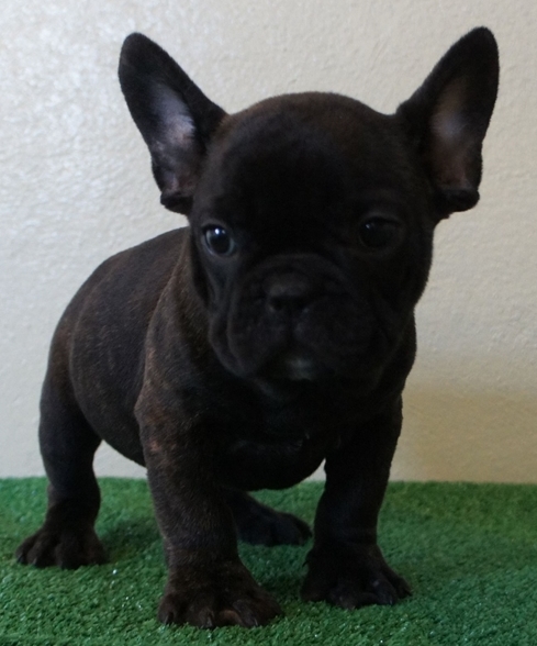 Friendly French Bulldog Puppies For Sale Text (408) 800-1959 Image eClassifieds4u