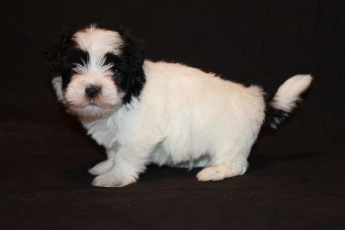 Havanese Puppies for Sale just text us at (402) 277-8914) Image eClassifieds4u