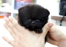 Beautiful Pomeranian puppies Available . Ready to go now.If they are going to good life long homes. Image eClassifieds4U