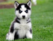 Friendly Siberian Husky Puppies For Sale Text (408) 800-1959 Image eClassifieds4U
