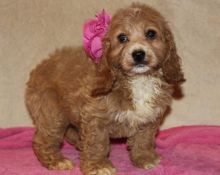 Top Quality Cockapoo Puppies For Sale Text (408) 800-1959 Image eClassifieds4U