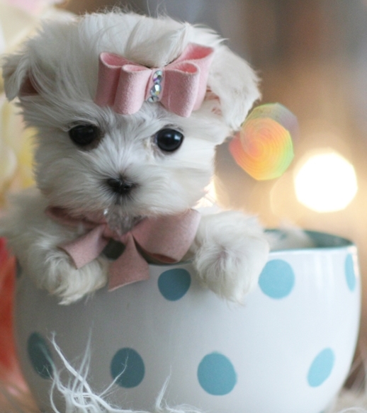 Sweet Tea Cup Maltese Puppies For Sale Text (408) 800-1959 Image eClassifieds4u