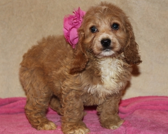 Top Quality Cockapoo Puppies For Sale Text (408) 800-1959 Image eClassifieds4u