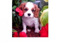 Adorable and sweet Cavalier King Charles Spaniel Puppies for free adoption