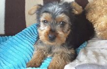 Adorable Yorkshire Terrier Puppies For Sale SMS (408) 800-1959