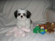 MAGNIFICENT SHIH TZU PUPPIES AVAILABLE