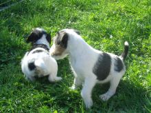 Wire Fox Terriers Puppies For Sale SMS (408) 800-1959