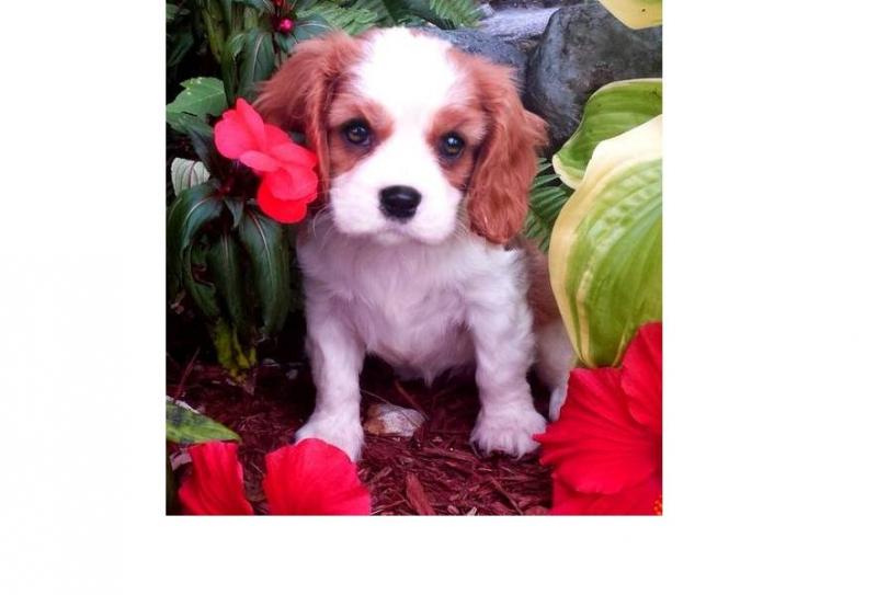Adorable and sweet Cavalier King Charles Spaniel Puppies for free adoption Image eClassifieds4u