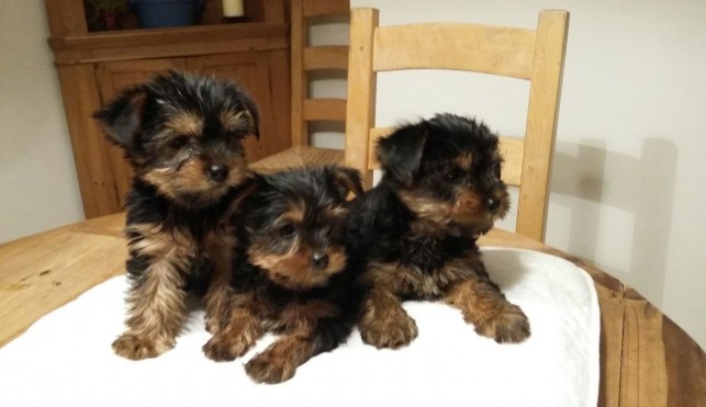 Adorable Yorkshire Terrier Puppies For Sale SMS (408) 800-1959 Image eClassifieds4u