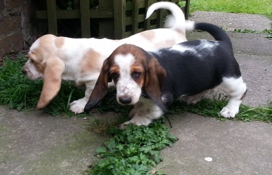 Beautiful Basset Hound Puppies For Sale SMS (408) 800-1959 Image eClassifieds4u