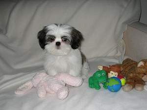 Lovely Male and Female Shih Tzu Puppies Available Image eClassifieds4u