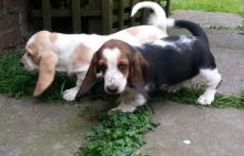 Beautiful Basset Hound Puppies For Sale SMS (408) 800-1959 Image eClassifieds4U