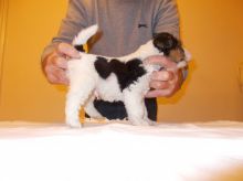 Wire Fox Terriers Puppies For Sale SMS (408) 800-1959 Image eClassifieds4U