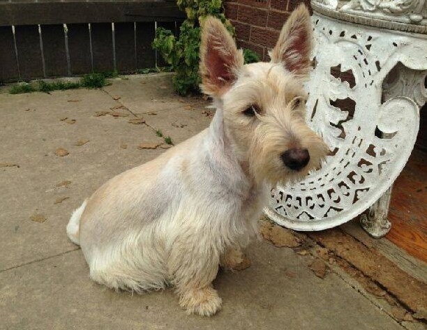 Scottish Terrier Puppies For Sale SMS (408) 800-1959 Image eClassifieds4u