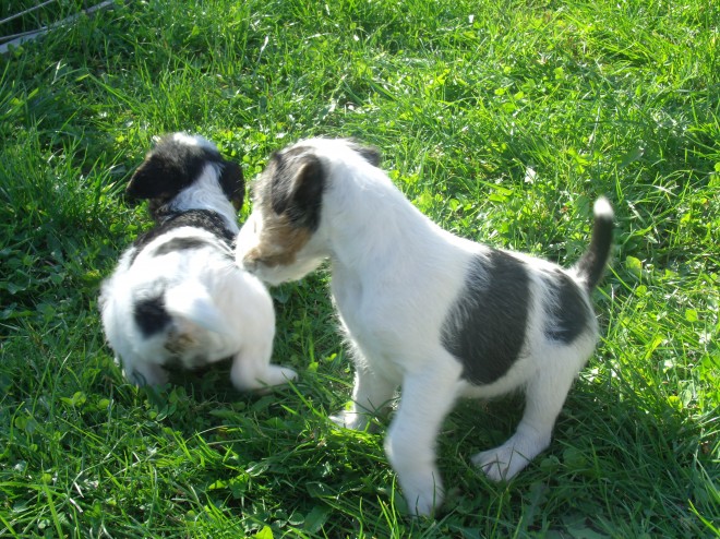 Wire Fox Terriers Puppies For Sale SMS (408) 800-1959 Image eClassifieds4u