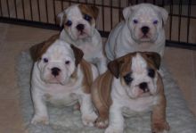 English Bulldog text me your email at (402) 277-8914) or email us at meninadebra@gmail.com
