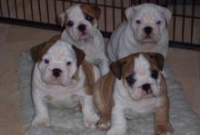 English Bulldog text me your email at (402) 277-8914) or email us at meninadebra@gmail.com