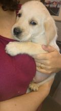 Goldador Retriever Puppies Ready text me your email at (402) 277-8914) or email us at meninadebra@gm