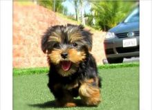 Male and Female Gorgeous Teacup Yorkshire terrier Puppies Available For XMass