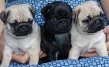 black and fawn Pug puppies Available now