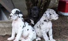 great dane puppies ready ,Excellent harlequin and melerqiue pups Txt only via (90 x 12 x 13 x 87 x