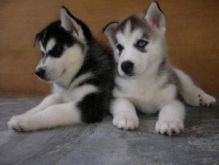 Pure Bred Full Pedigree Siberian Husky Pups.Contact us at (karenaw.estdonaldrandolph@gmail.com)