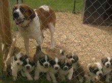 Saint Bernard Puppies Available,Charming male and female pups